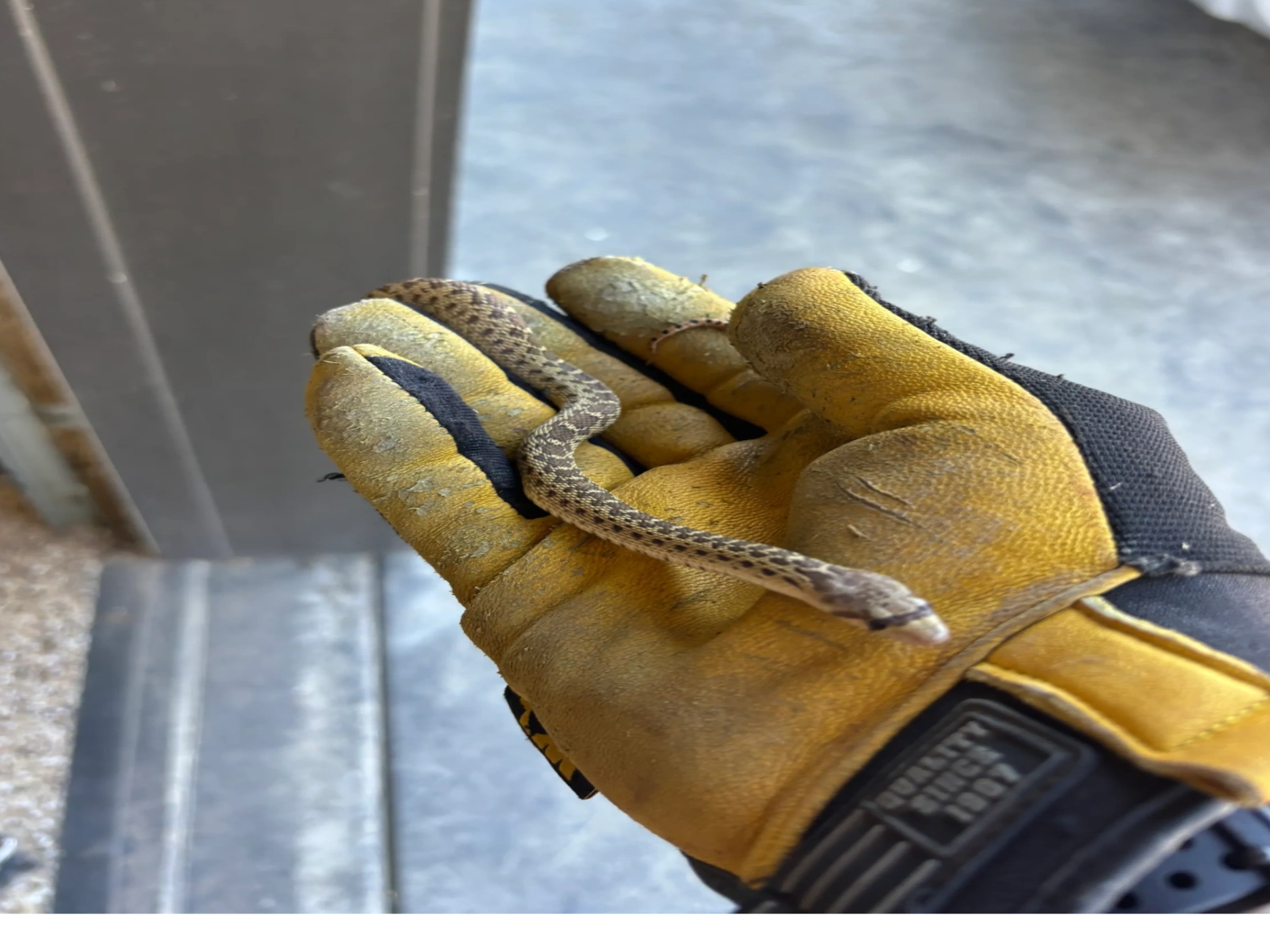 Small snake held gently in a yellow work glove.