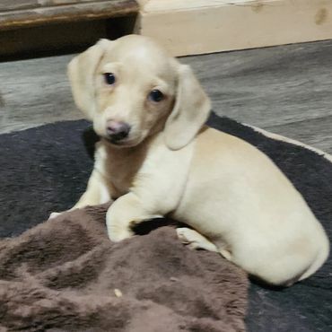 Bonnie is a beautiful Cream(ee red dilute). She is kennel trained, potty training started. Vet check