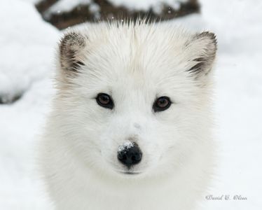 Arctic Fox at Summerfield Zoo, zoo near me