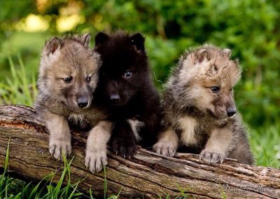 Grey Wolf Pups at Summerfield Zoo