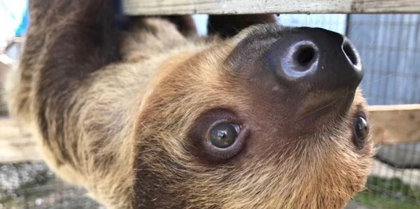 Sloth at Summerfield Zoo, meet a sloth, zoo near me