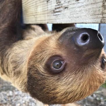 Sloth at Summerfield Zoo