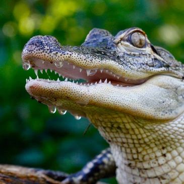 Alligator at Summerfield Zoo, zoo near me