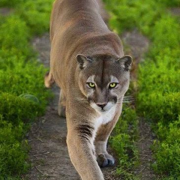 Mountain Lion at Summerfield Zoo, zoo near me