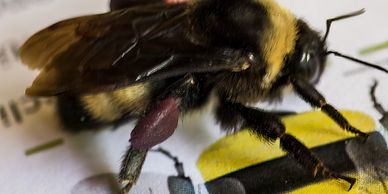 Close-up of a bee with pollen sacs on its legs.