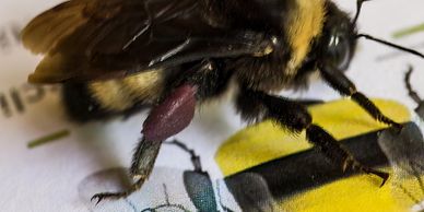 Close-up of a bee with pollen sacs on its legs.
