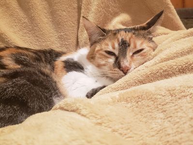 Calico cat lounging comfortably on a soft beige blanket.