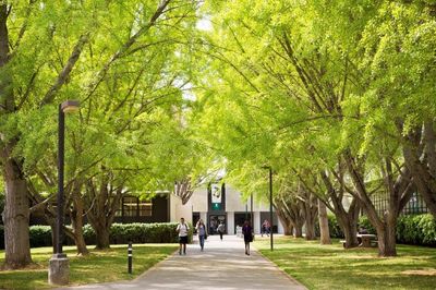 Cal State University at Sacramento pathway framed by trees. welcome-waggin.com