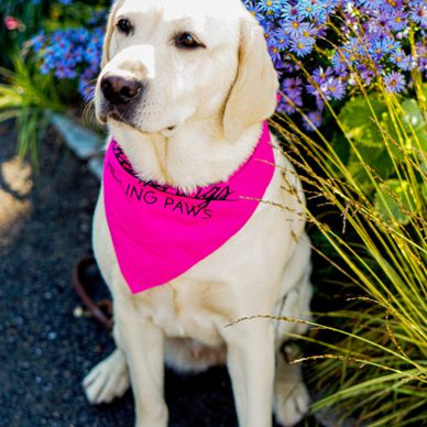 Cold store springs labradors