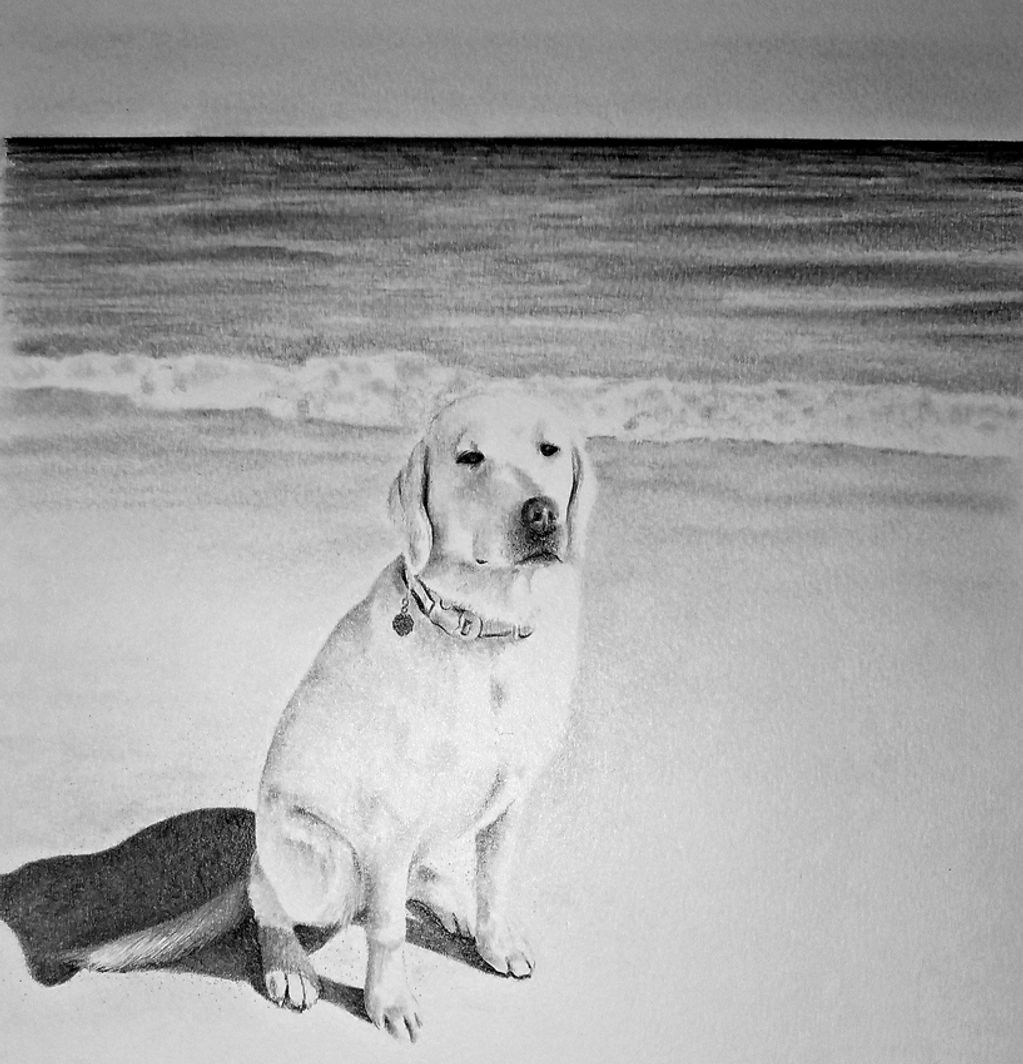 pencil drawing of dog sitting on the beach