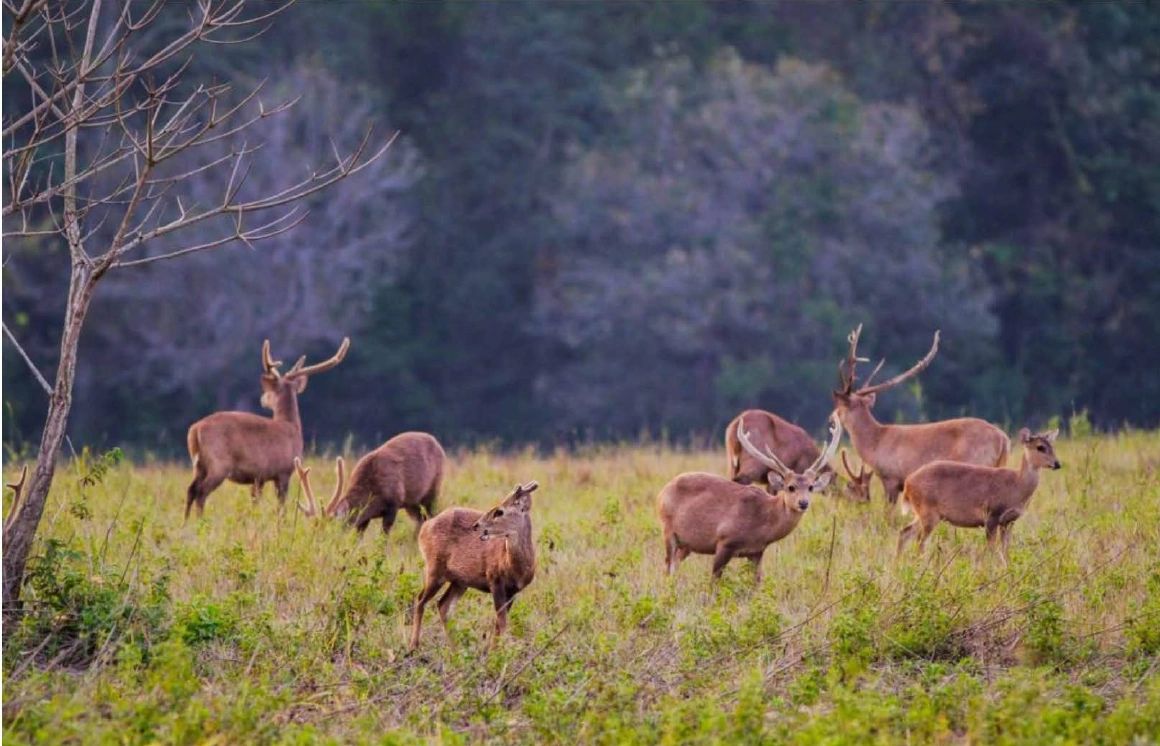 Group of deers running out in a wild field by the dark forest