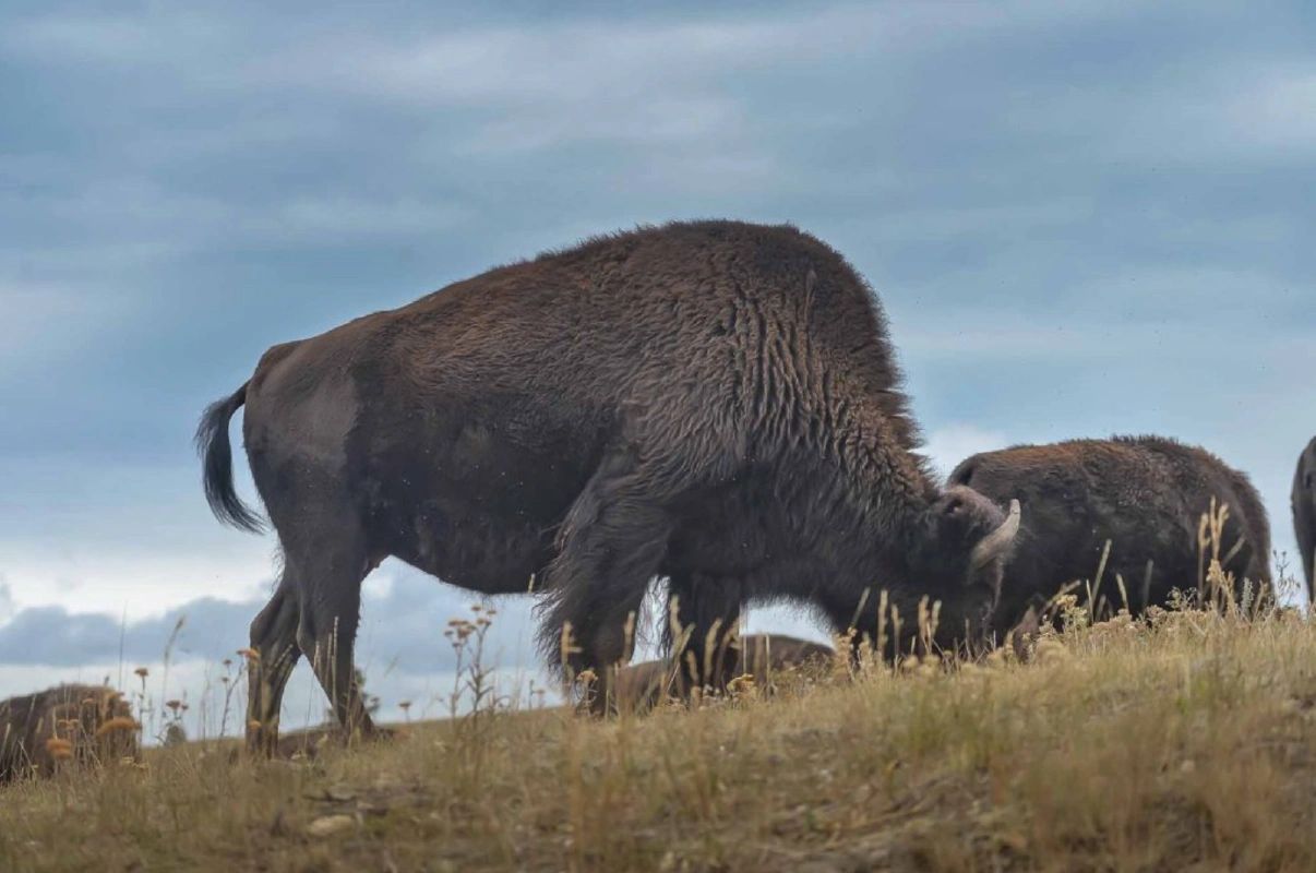 A few bisons eating grass in a field