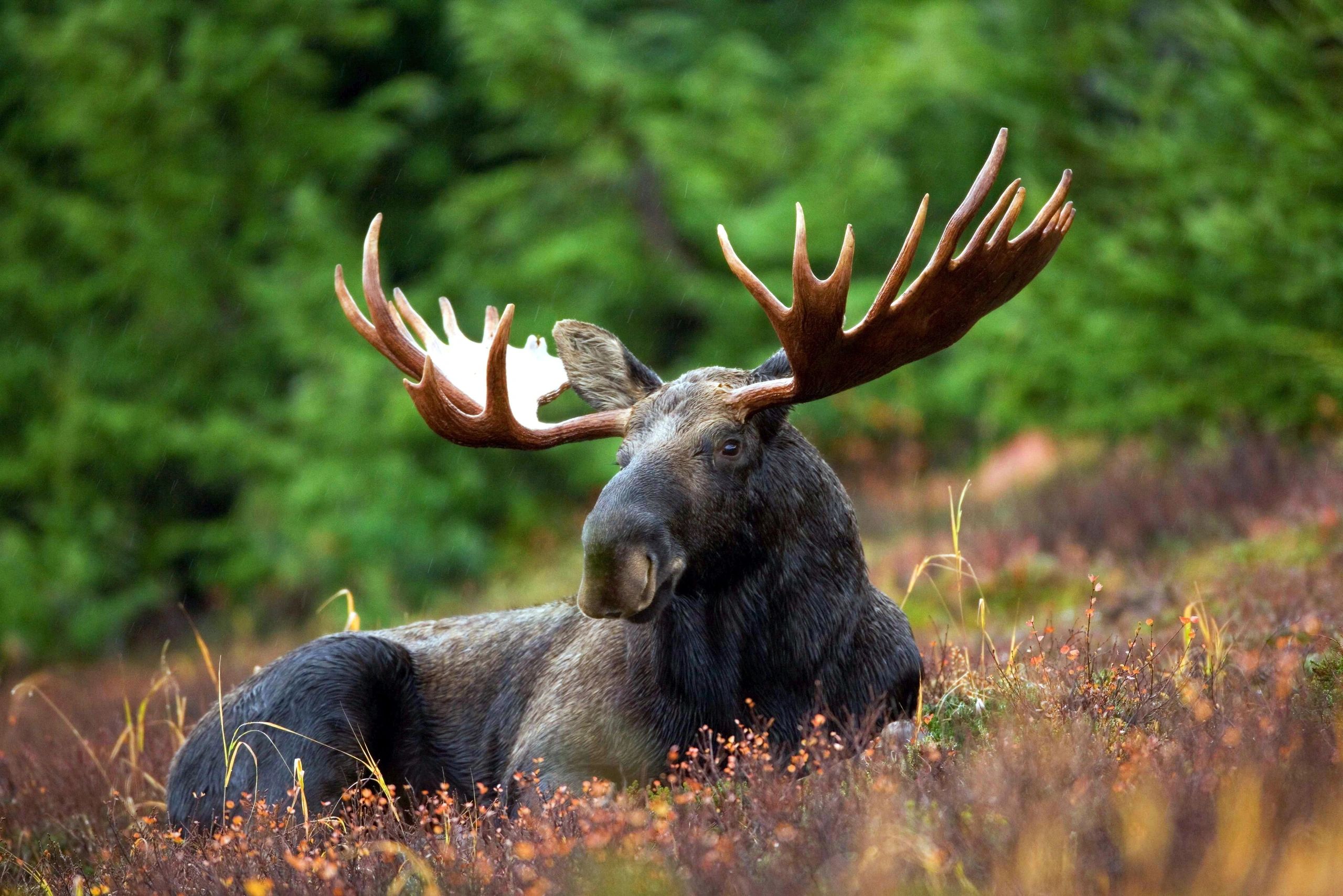 Moose lying on wild plants beside green forest