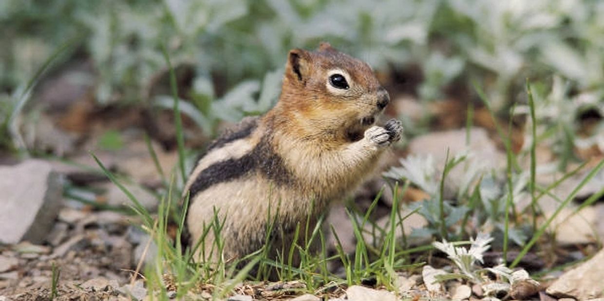 Squirrel Removal, Chipmunk Trapping