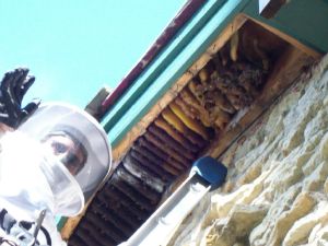 Honey bees in soffit of residential home.