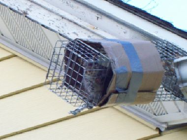 Trapped mother squirrel from attic space.