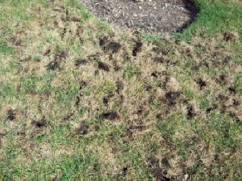 Grubbing sign caused by raccoons in lawn.
