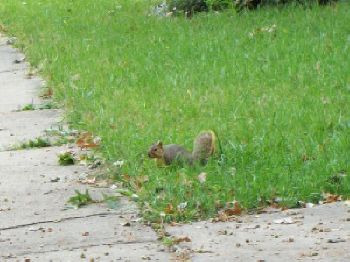 Gray squirrel playing in yard.