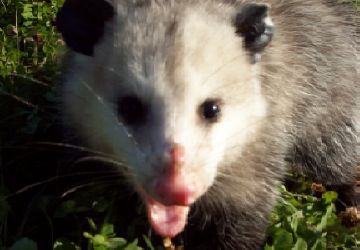 Captured opossum released into more suitable habitat.