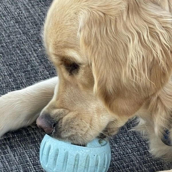 Golden retriever playing with a blue chew toy.