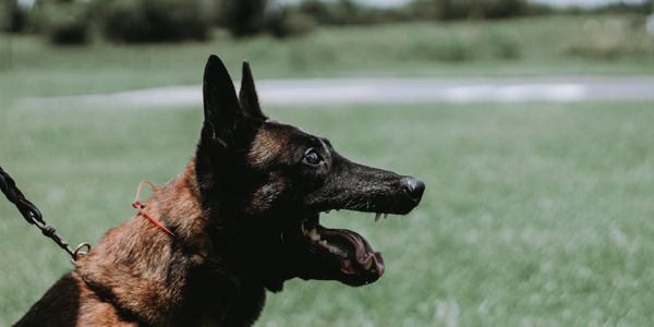 explosives detection dog near me 