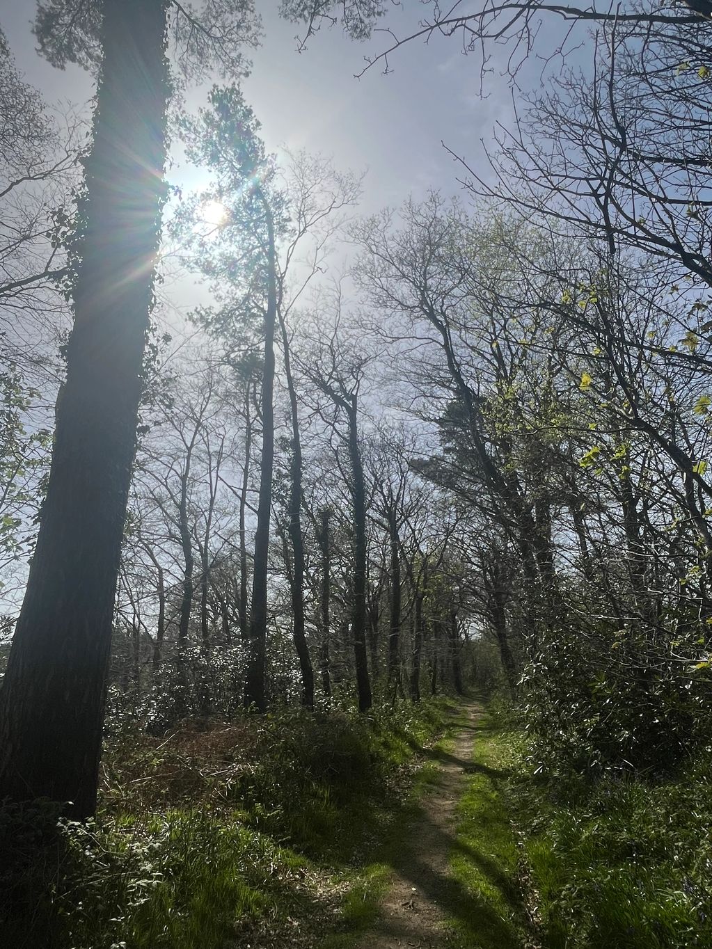 Sunlight filters through tall trees along a forest path on a clear day.