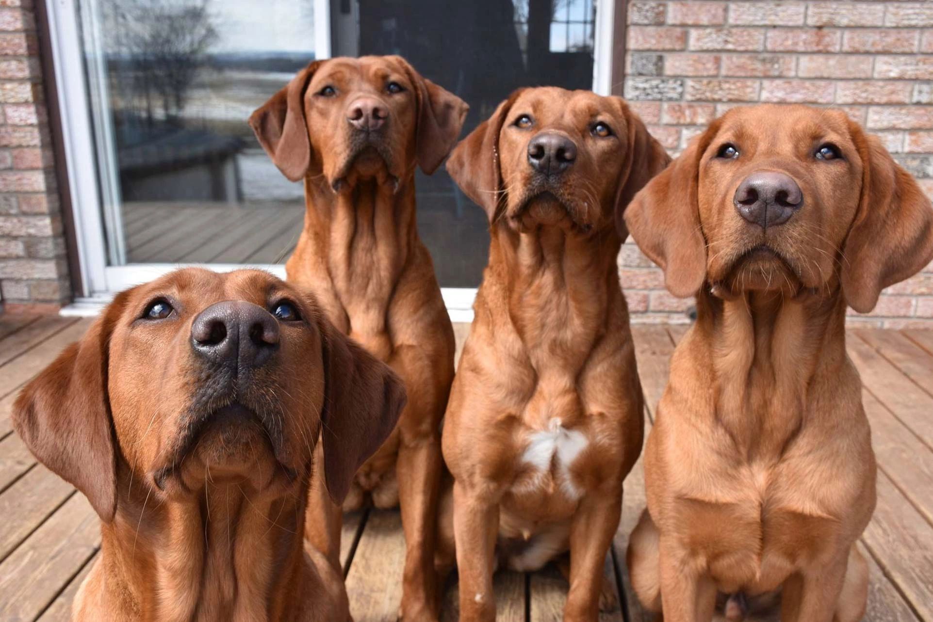 Labrador red fox, labrador blond, elevage labrador retriever