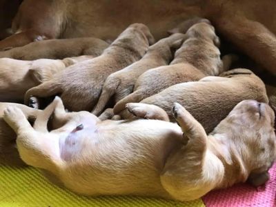 Chiots labradors retrievers red fox