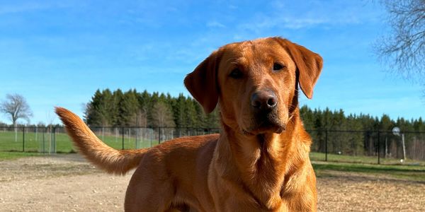 Un chien marron clair dans un espace extérieur.