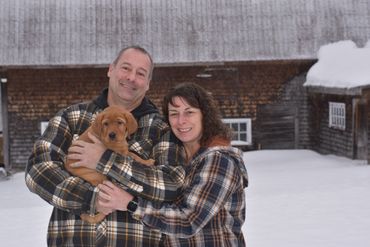 Chiot labrador retriever Red fox