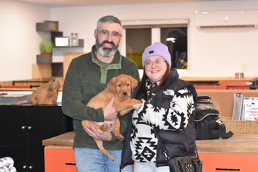 Chiot labrador retriever Red fox