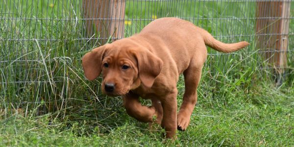 Labradors retrievers Red fox