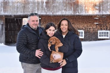 Chiot labrador retriever Red fox