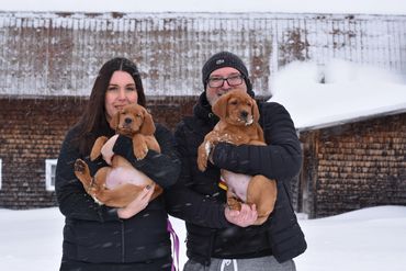 Chiot labrador retriever Red fox
