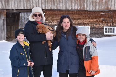 Chiot labrador retriever Red fox