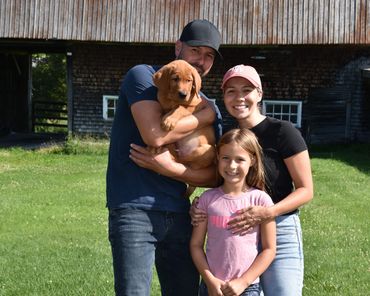 Chiot labrador retriever Red fox