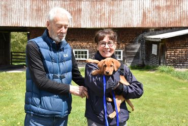 Chiot labrador retriever Red fox