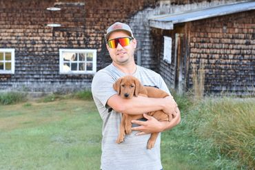 Chiot labrador retriever Red fox