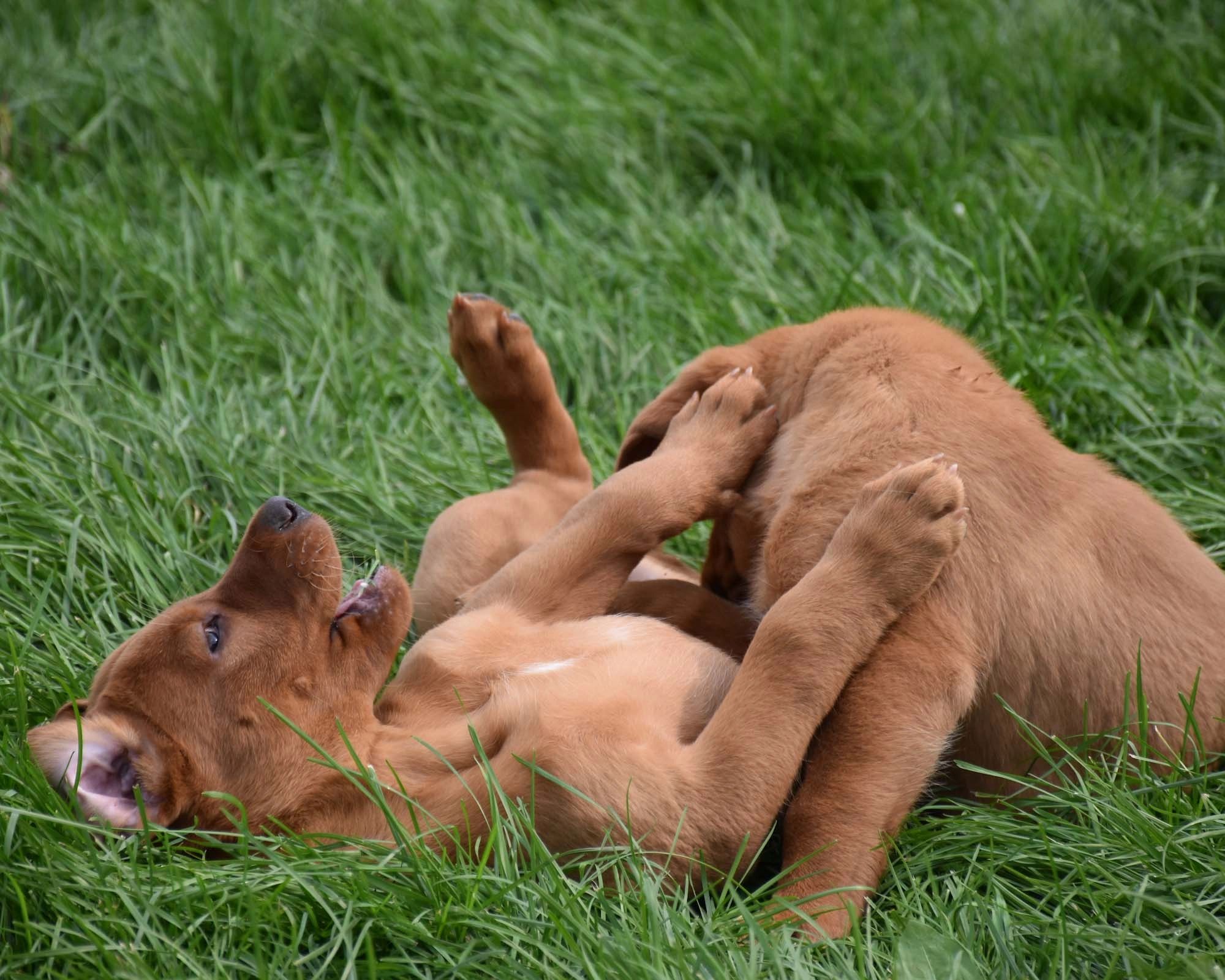 Elevage labrador retriever red fox