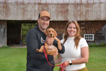 Chiot labrador retriever Red fox
