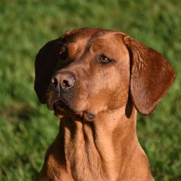 Labrador retriever Red fox