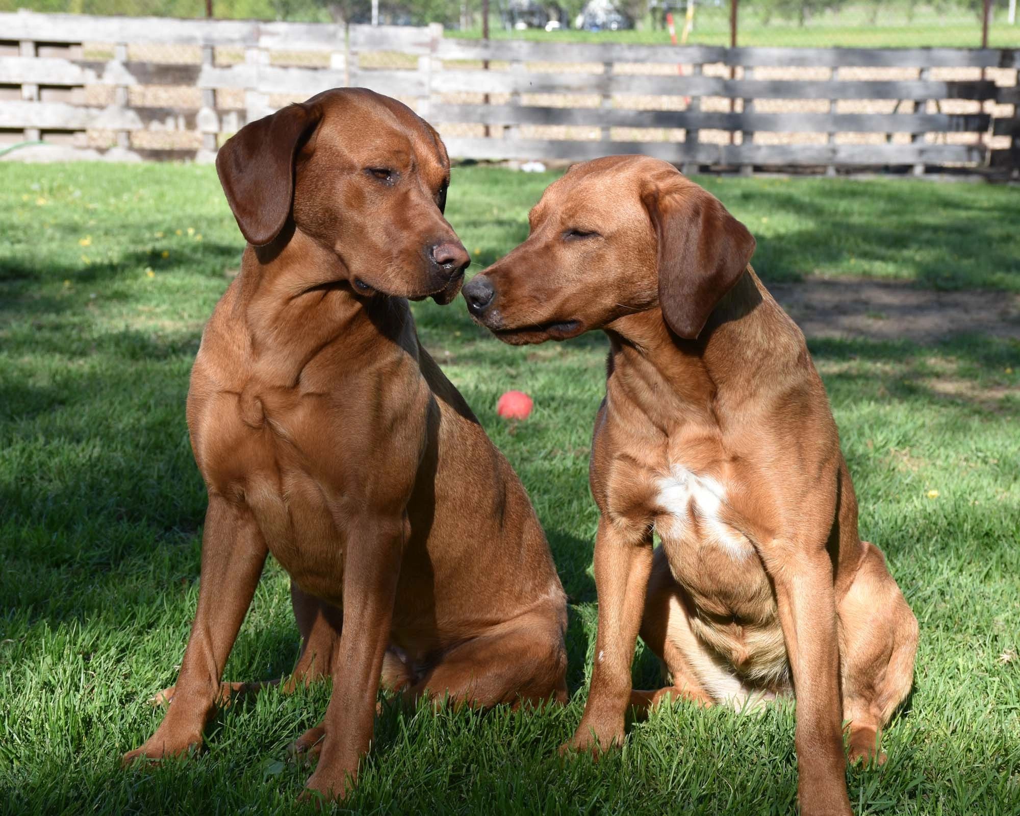 Labrador red fox, labrador blond, elevage labrador retriever