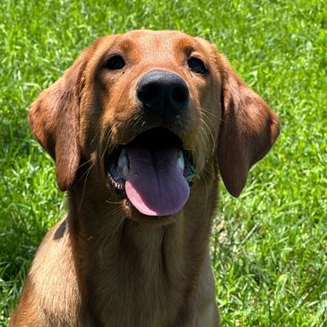 Labrador retriever Red fox