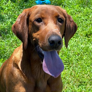 Labrador retriever Red fox