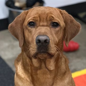 Labrador retriever red fox