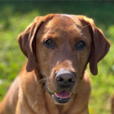 Labrador retriever red fox