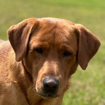 Labrador retriever red fox