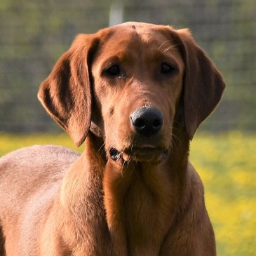 Labrador retriever Red fox