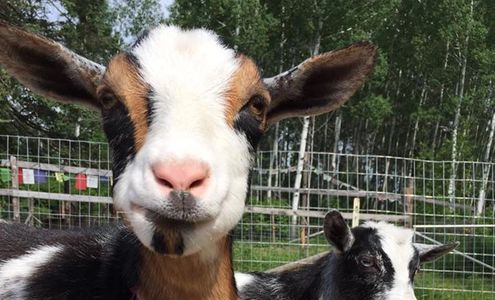 Nigerian Dwarf Goats