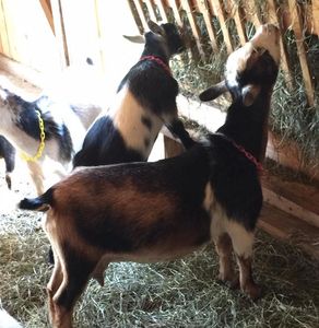 Andy's Acres Nigerian Dwarf Goats